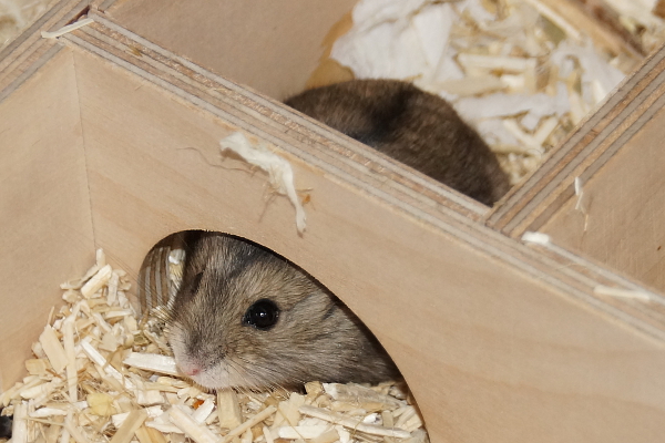 Bild von Roxel, geb. 14.07.2019