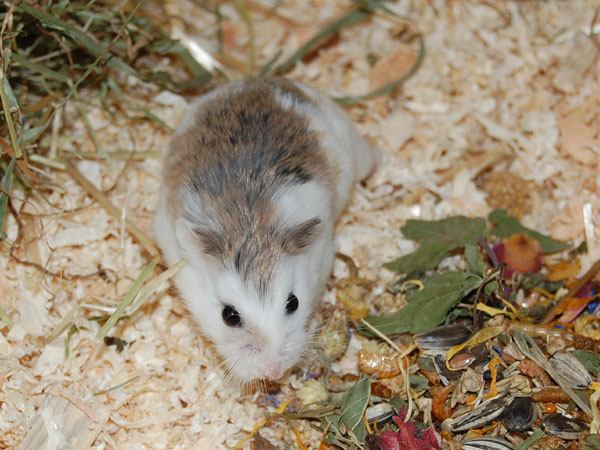 Zuhause gesucht » Hamsterhilfe NRW e.V.